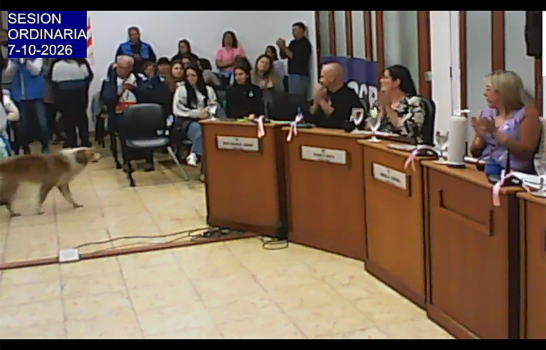 Piden retomar el trabajo institucional sobre los perros sueltos -